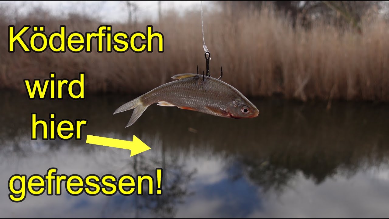 Dieser Graben ist voll mit Fisch! Wir bekommen Biss auf Biss