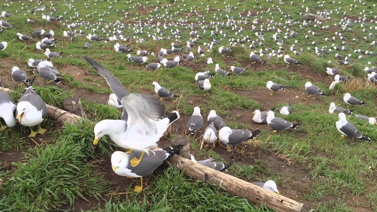 Seagull Island - mating season