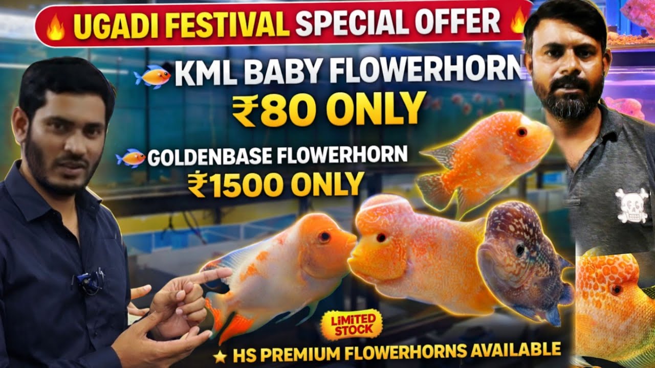 Flowerhorn Fish Offer😱 BabyFlowerhorn 80 Only |Goldenbase 1500 | Ugadi Special HS premium Flowerhorn