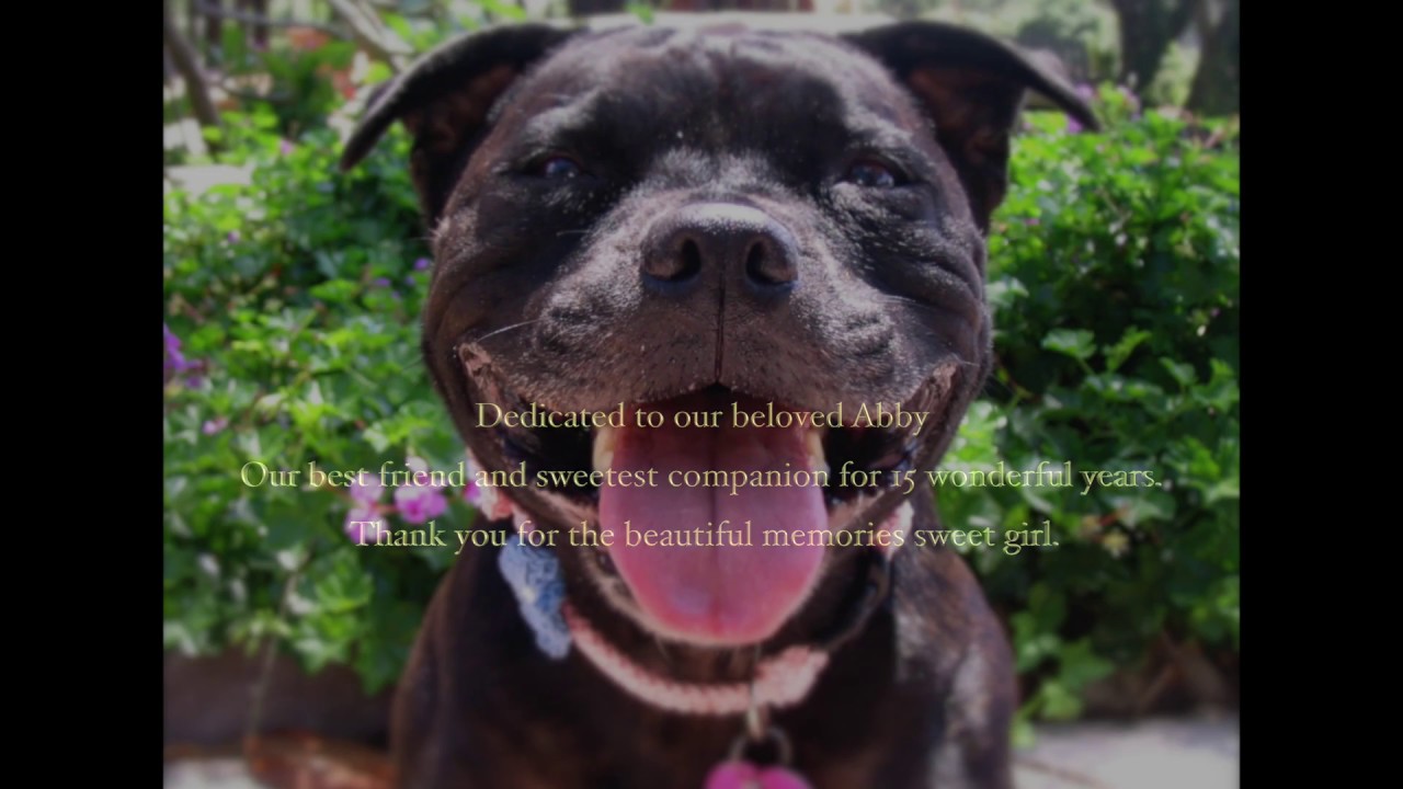 Abby The Staffordshire Bull Terrier Tribute