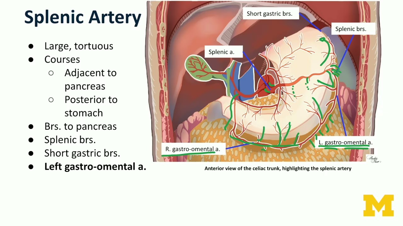 Arteries   Celiac Trunk