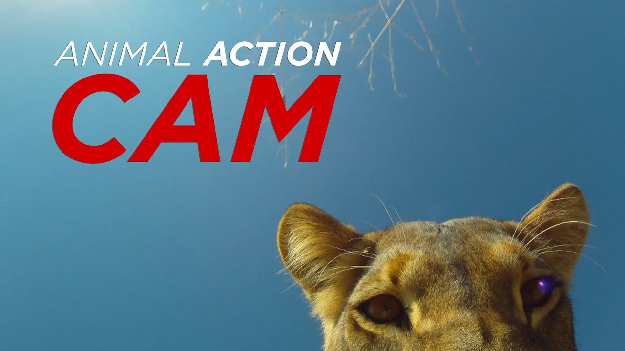 GoPro Lion - Lion Steals & Chews GoPro - Animal Action Cam