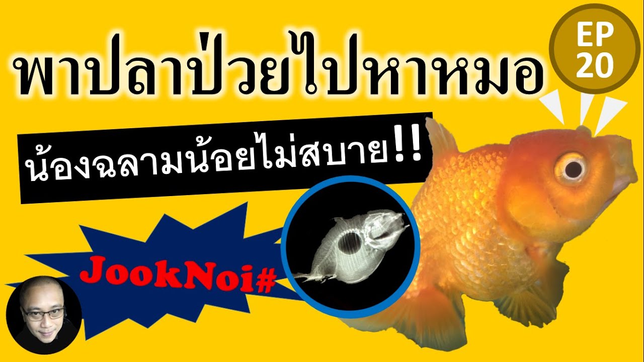 พาปลาป่วยไปหาหมอ น้องฉลามน้อย ปลาทองซึม ไม่กินอาหาร กินแล้วคายทิ้ง #ปลาทอง #goldfish EP20