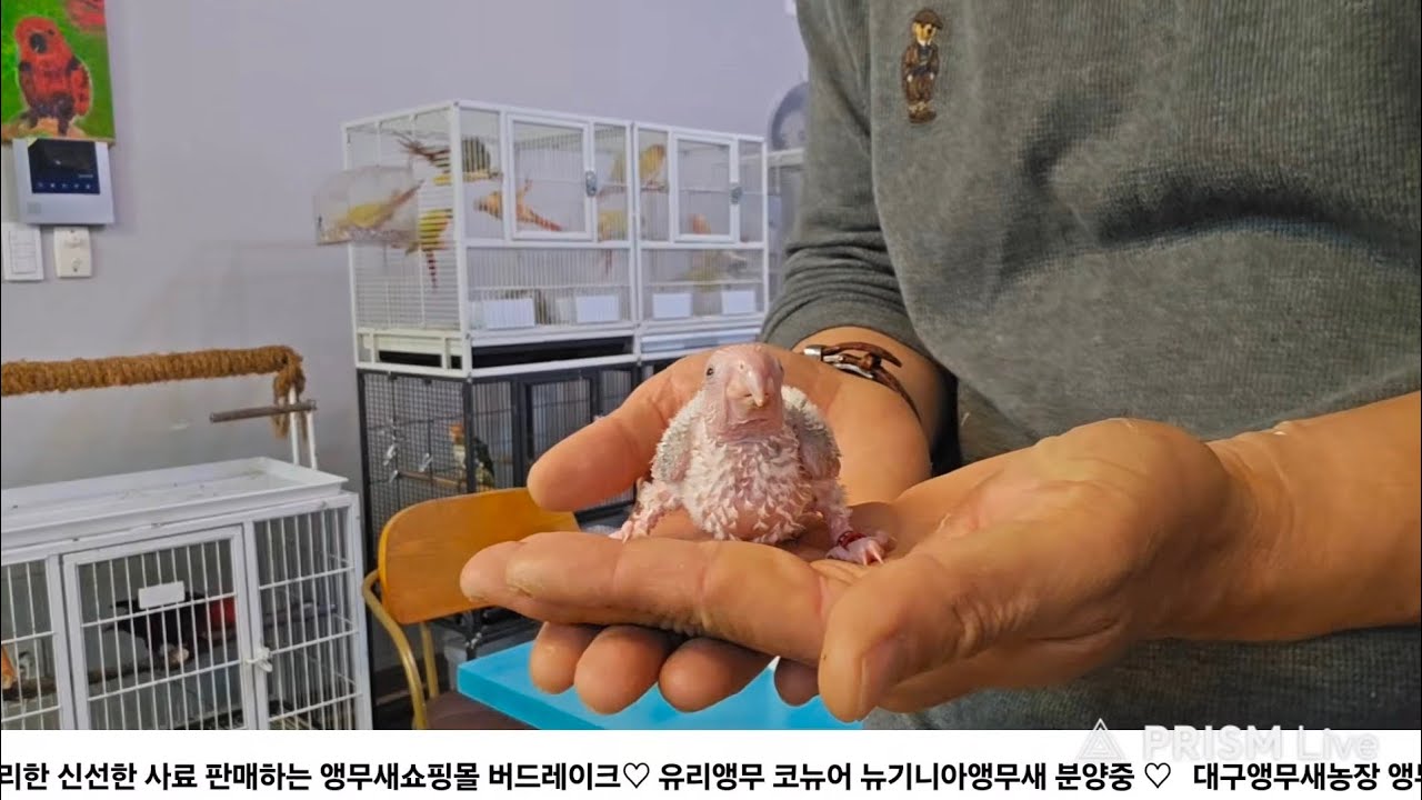 처음 코뉴어 앵무새를  키워보고  싶은분 오세요 / 대구앵무새농장 [ Birdlake ]  실시간라이브  앵무새행동상담 parrotbreeding  in korea20260308