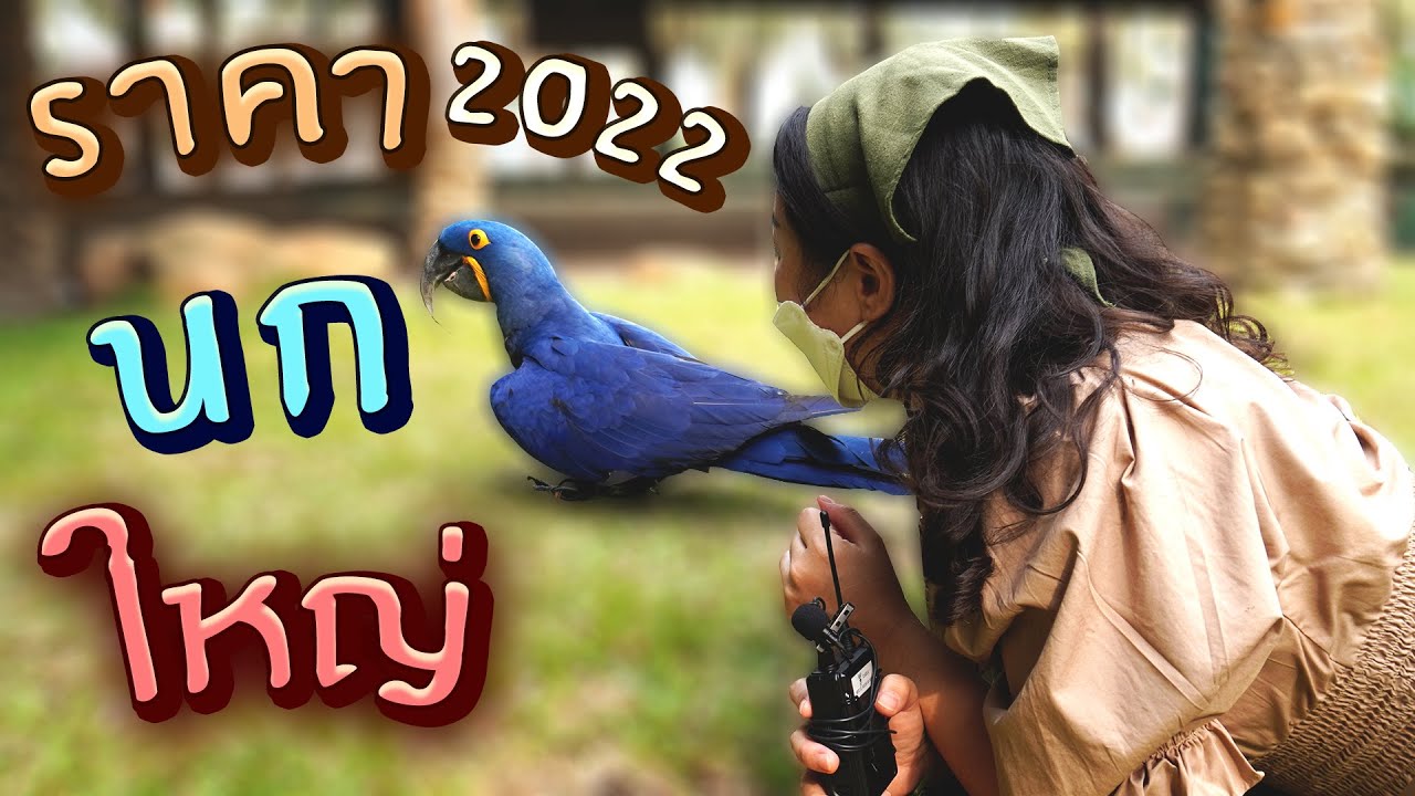 Обновление! Большая цена на попугаев 2022, ферма птиц Palm Garden, серия 239