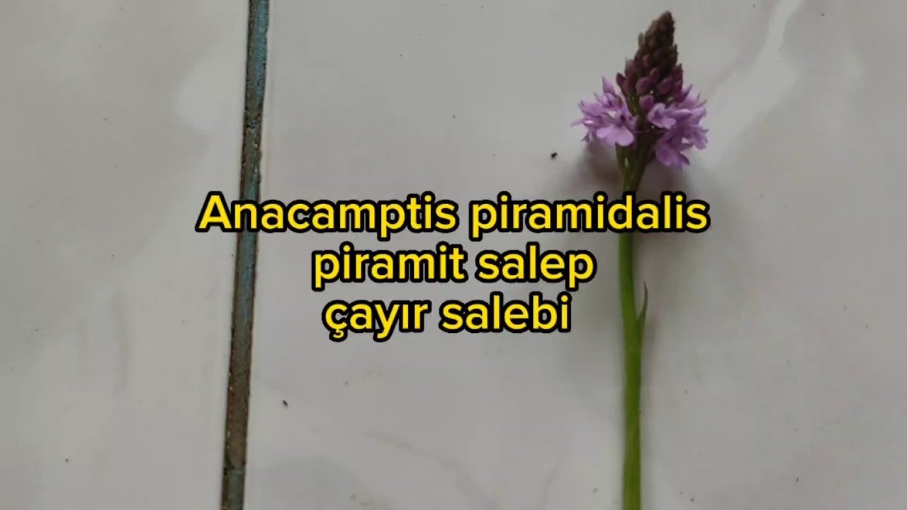 Anacamptis piramidalis, Piramit salep, Çayır salebi l salep yetiştiriciliği l salep tarımı