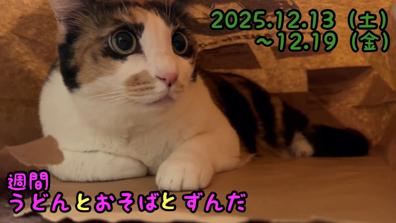 「ほぼ黒目猫」「静寂と躍動」などの動画を３分30秒くらいでまとめました