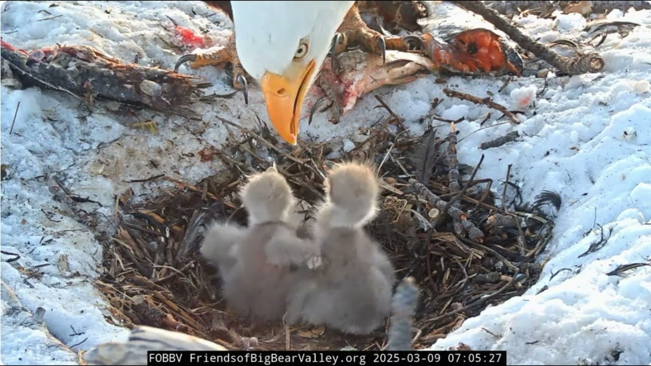 @FOBBVCAM Early Sunday breakfast, Shadow feeding the chicks 09.03.2025