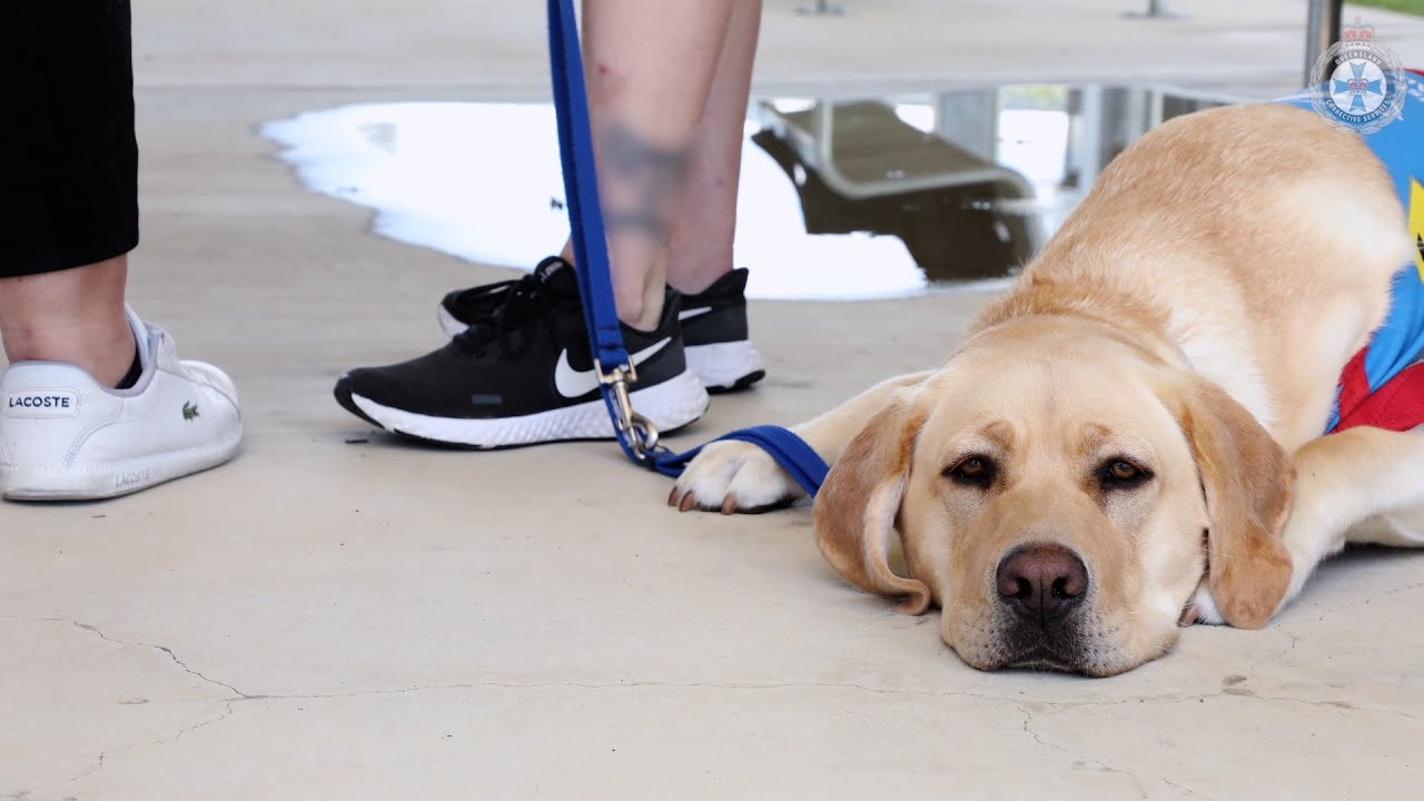Southern Queensland Correctional Centre's Assistance Dogs Australia Program