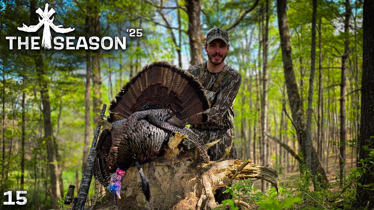 FINDING UNPRESSURED MID MORNING GOBBLERS IN THE HARDWOODS