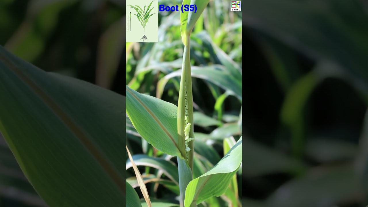 Sorghum Life 101, How to Grow What Make Amazing Life Cycle, 1 min Nature Crop Plant
