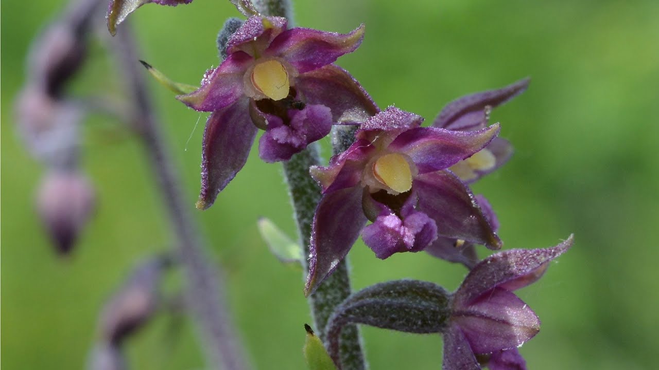 Orchideen Thüster Berg