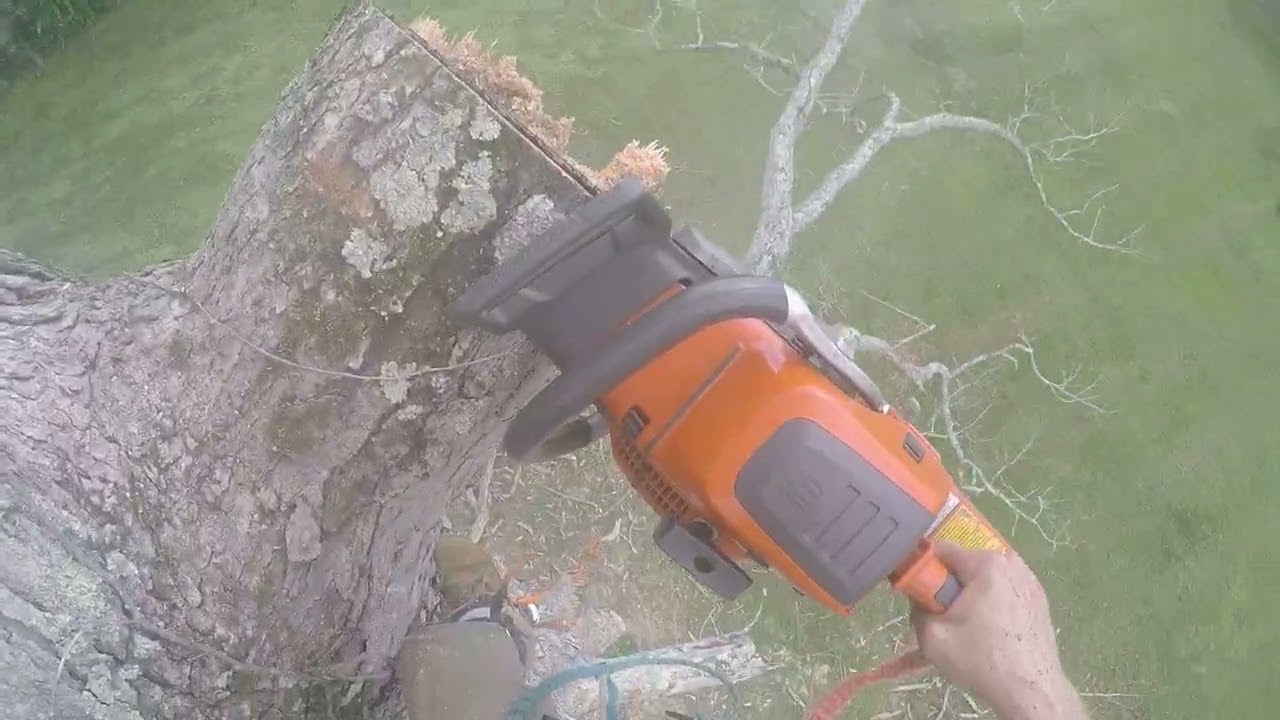 View From the Tree: Dead Oak Hendersonville, NC
