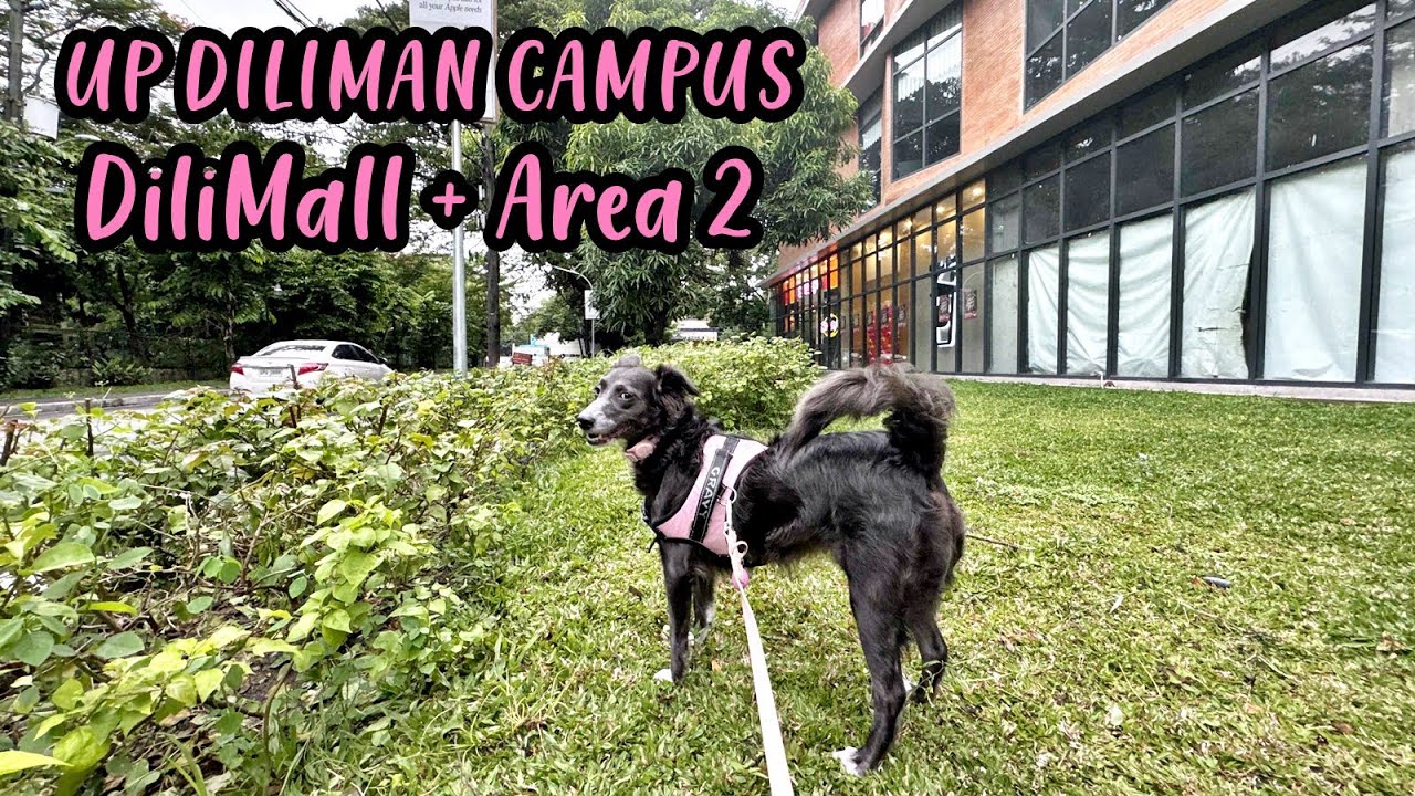 Dog&rsquo;s Afternoon Car Ride and Walk📍UP Diliman Campus 🛒 DiliMall shopping center 🍽️ Area 2 food stops