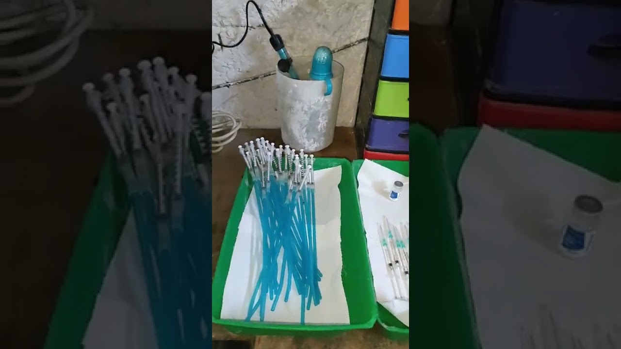 التلقيح الإصطناعي عند الأرانب