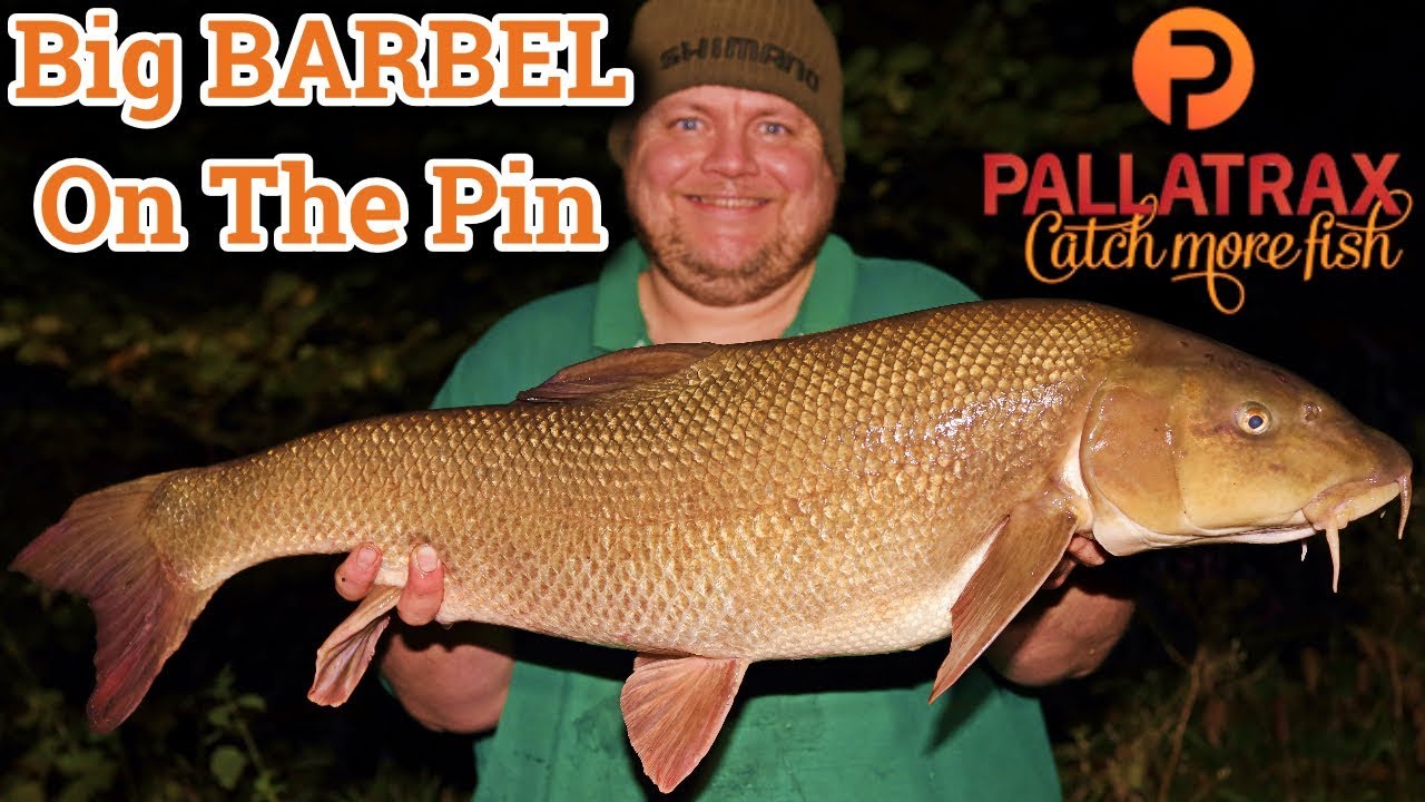 Barbel Fishing - Big BARBEL on the pin! (Video 153)