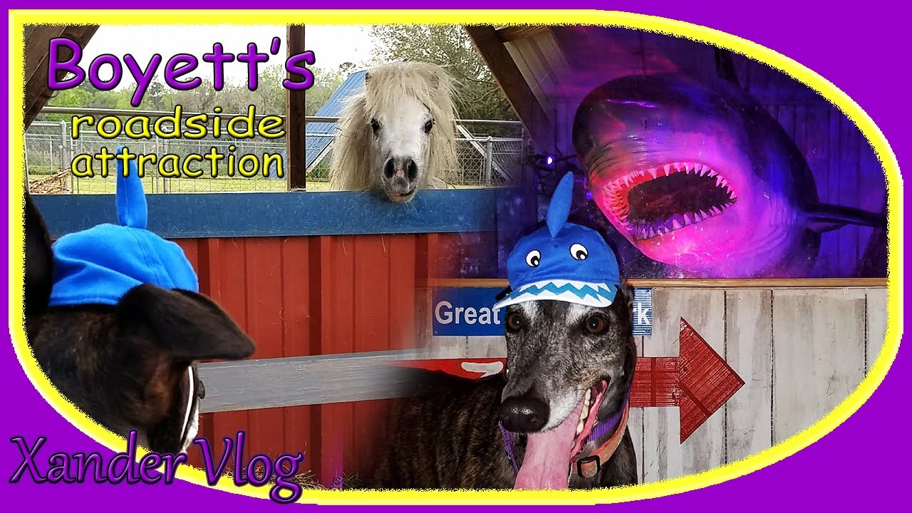 Greyhound visits unique roadside attraction | Boyett's Grove | Life with a retired racer
