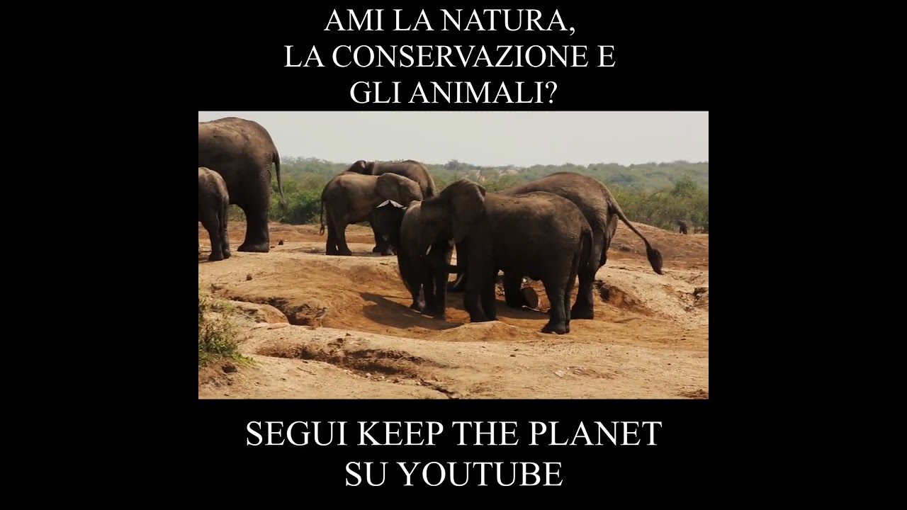 Segui Keep the Planet #shorts