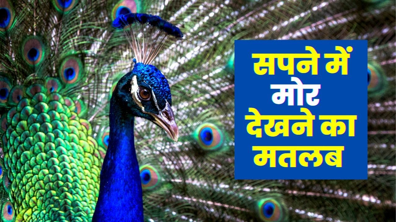 Sapne me mor dekhna | सपने में मोर देखना | Peacock in dream | HindiGranth