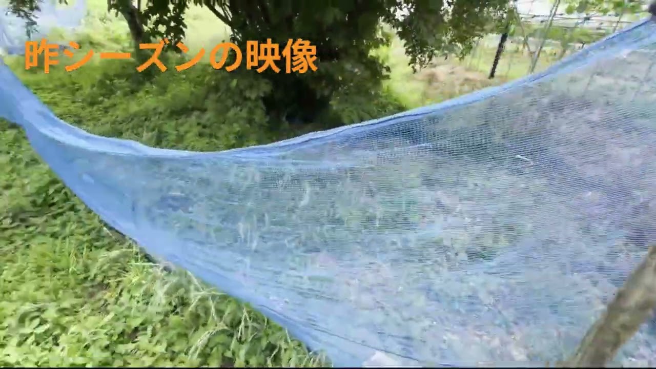 早くもイノシシ出没！どうしよう⁉　　　　　#野生動物 #イノシシ #農作物被害 #アウトドア#農業