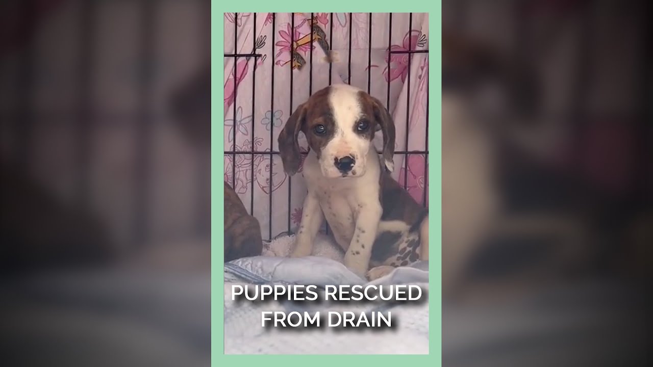 Puppies Rescued From Drain #shorts