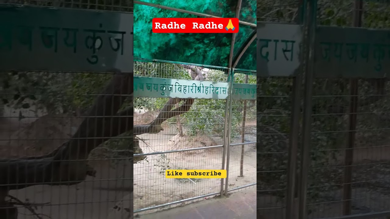 Kishori Ji ki kripa#🪻 shree bakebihar lal #🌺ytnewshort#💕 Radheshyam 🙏