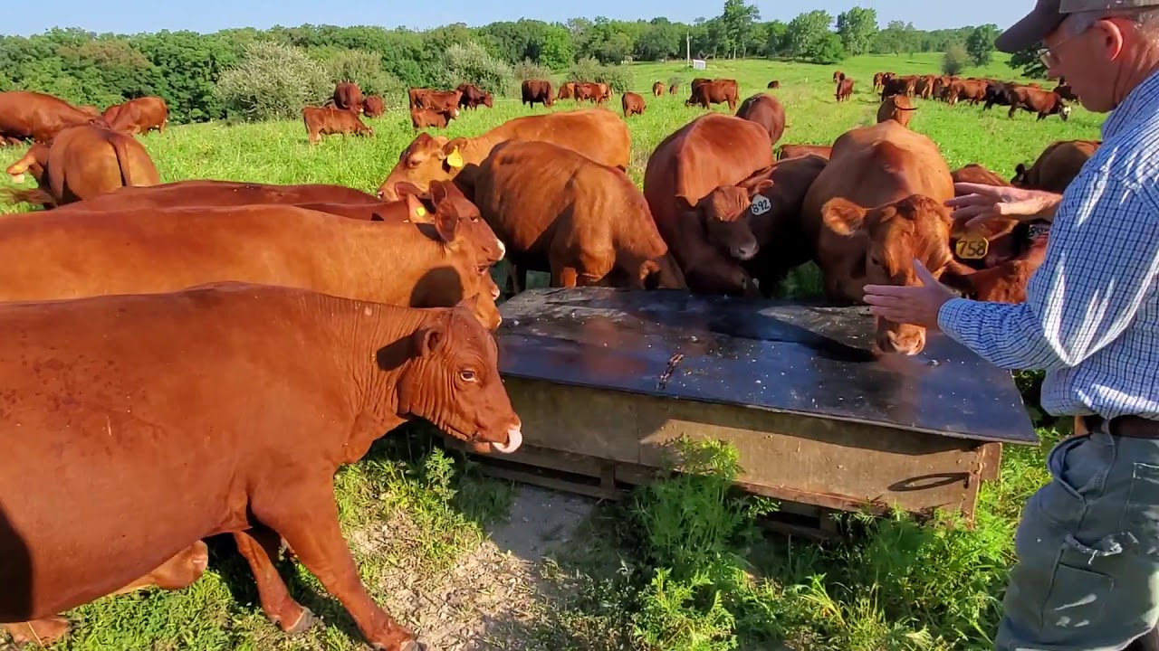 Greg Judy with newly leased farm, healed with mob of ruminant animals