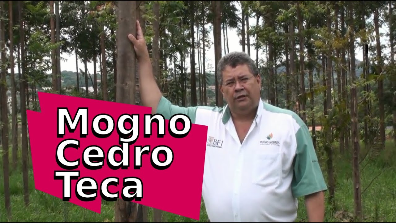 Comparativo: Mogno Africano vs Cedro vs Teca