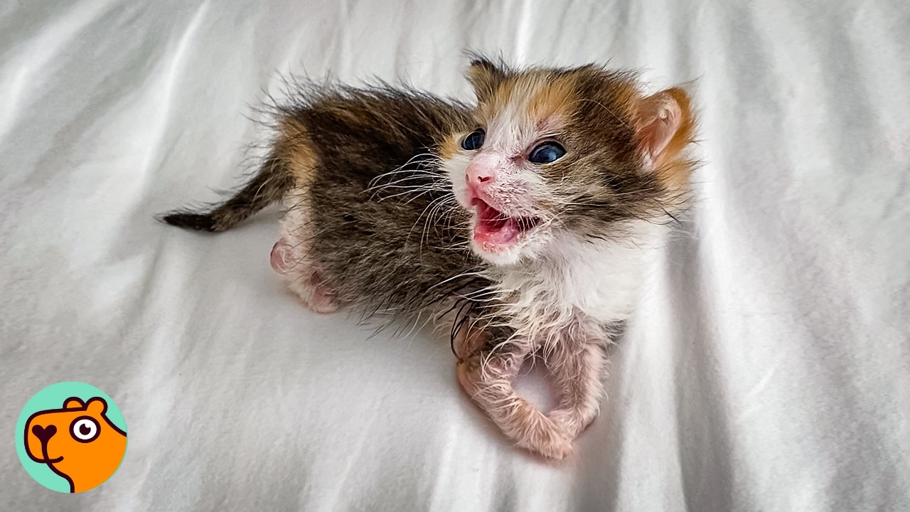 Lady Saves The Weakest Kitten. Now She Jumps Like Ninja! | Cuddle Buddies