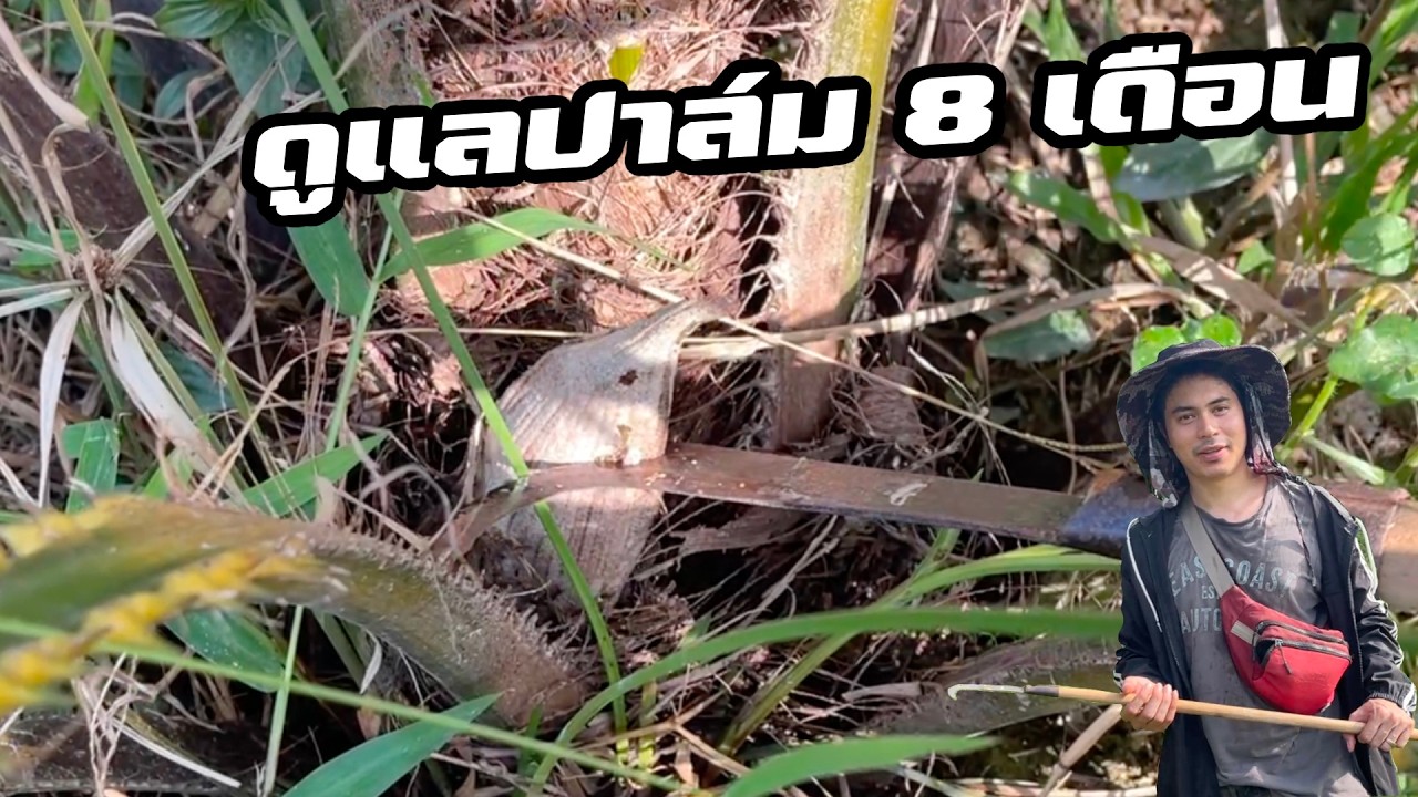 ปลูกปาล์มใหม่เข้าเดือนที่ 8  ไม่เริ่มทำสิ่งนี้ ต้นไม่โต สะโพกเล็ก