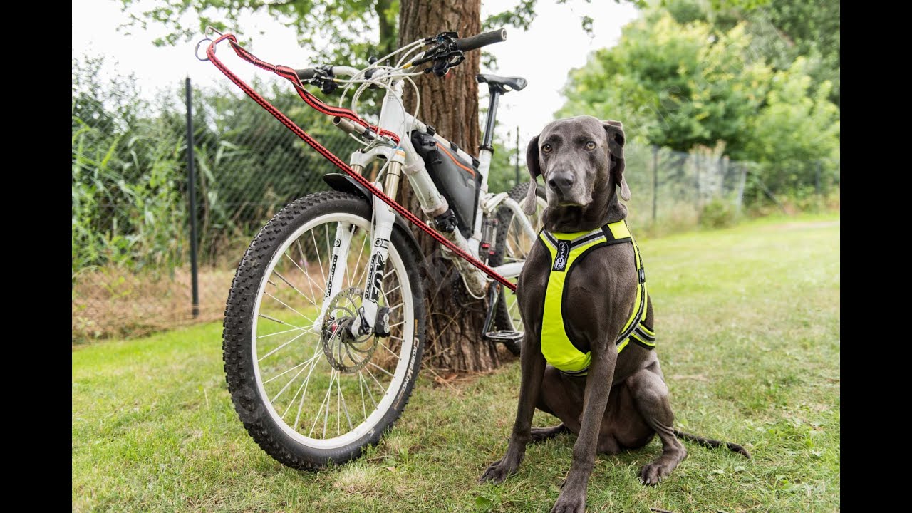 Weimaraner Ilai mit Bikeantenne MTB Bikejöring Praxistest (Review) und Flussdurchfahrt Elbe