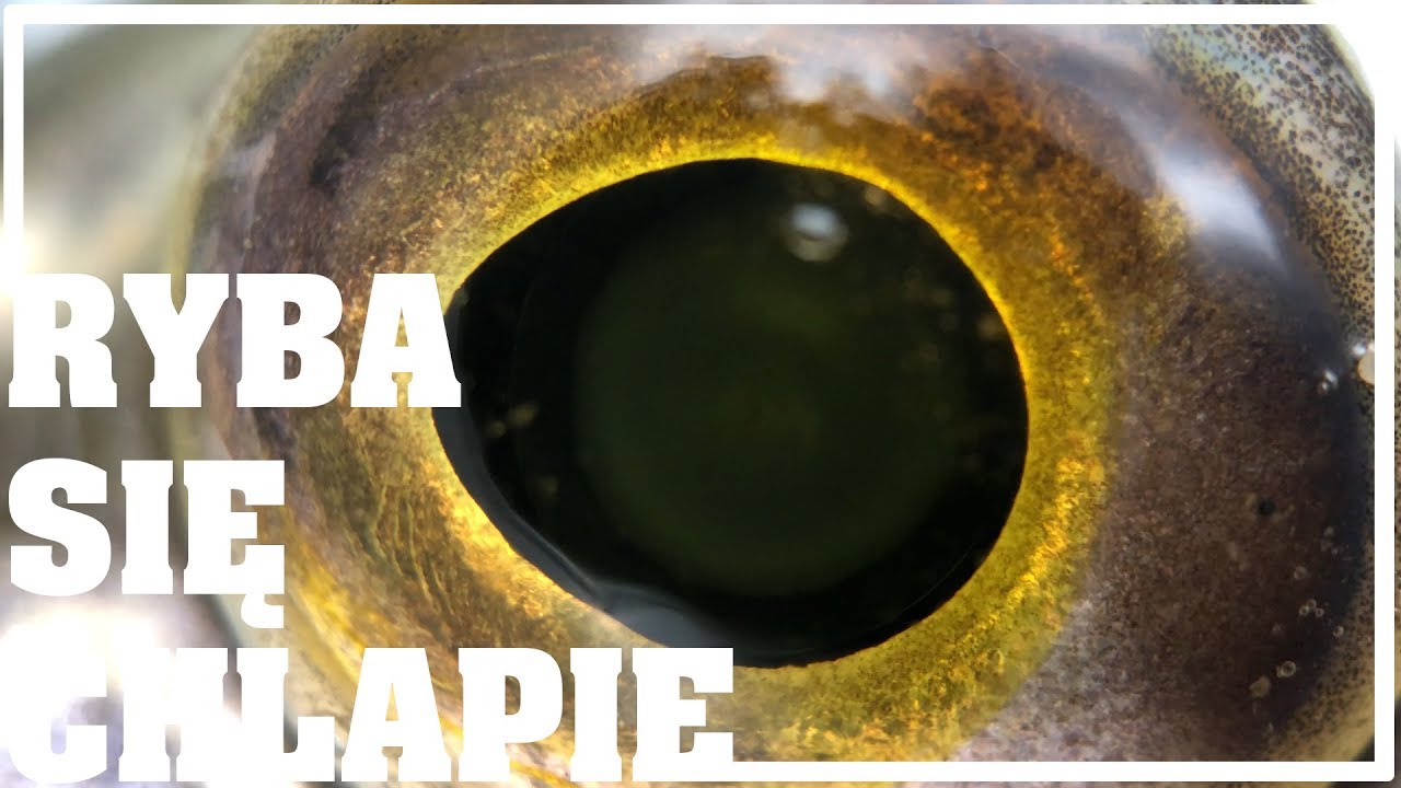 Dwa metrowe szczupaki! | Jak zbroić duże gumy? | Ryba się chlapie
