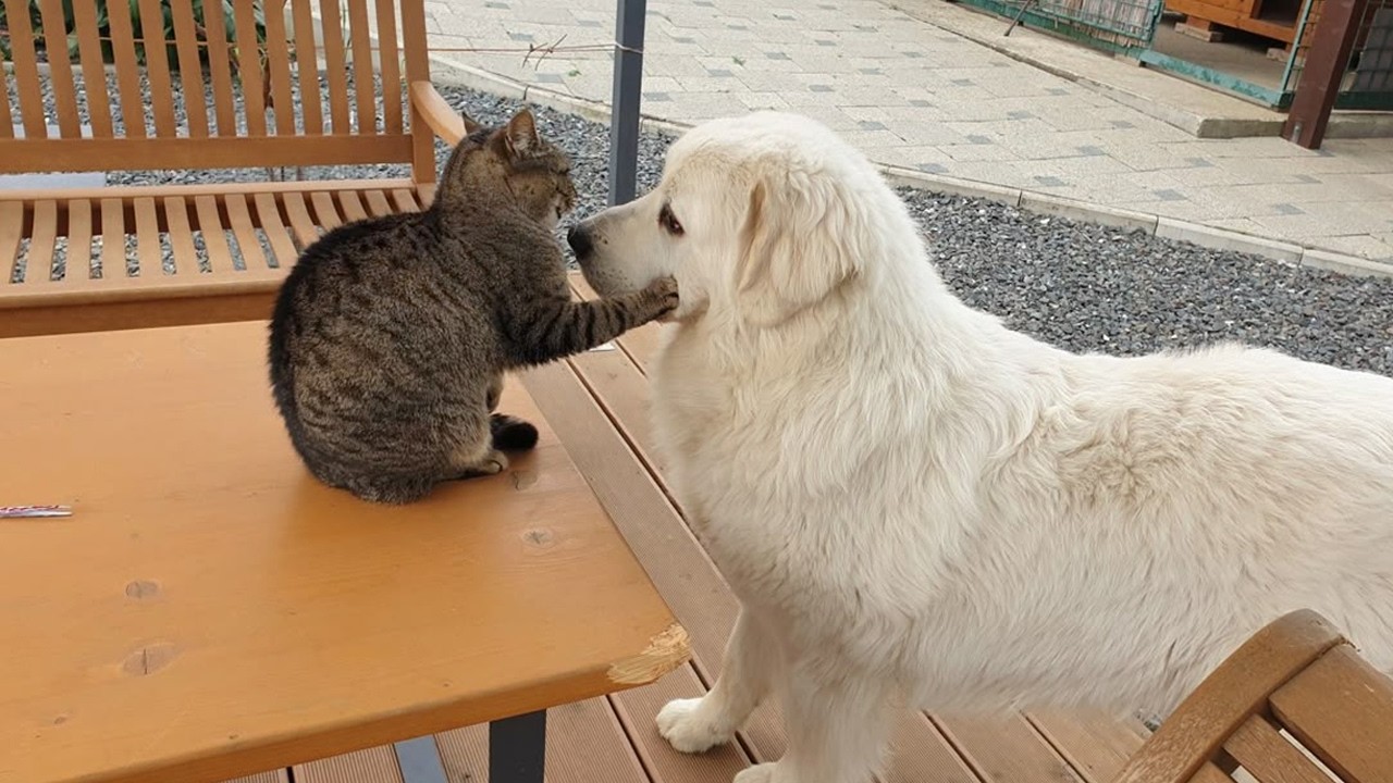Funny Cats and Dogs Become An Odd Couples! 🤣