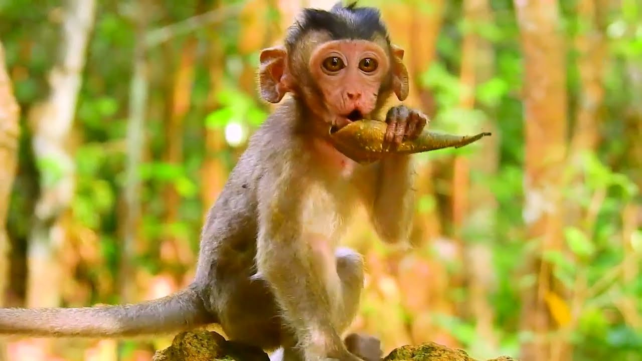 what does a cute baby monkey do? |Popular Daily