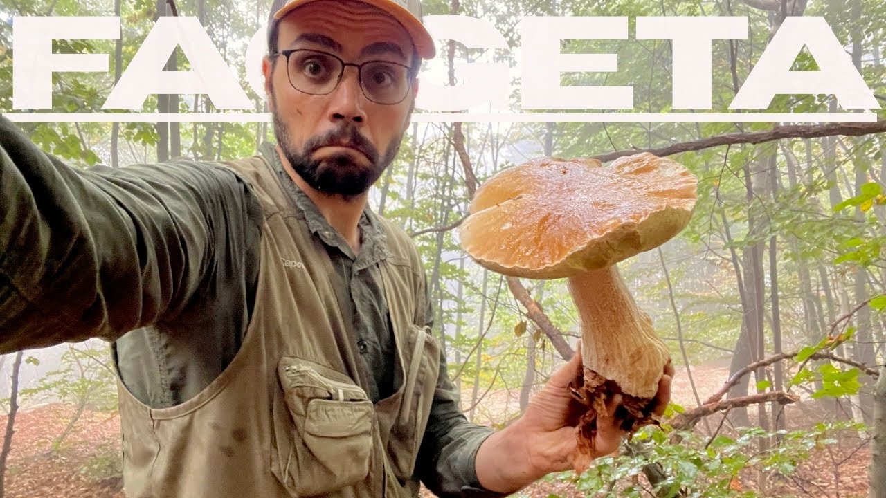 LA FAGGETA REGALA BESTIONI E EDULIS IN ABBONDANZA!!➖ PORCINI 2025.