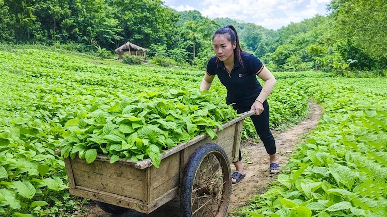 Harvesting vegetables and bananas to sell at the market, repairing the wooden house themselves