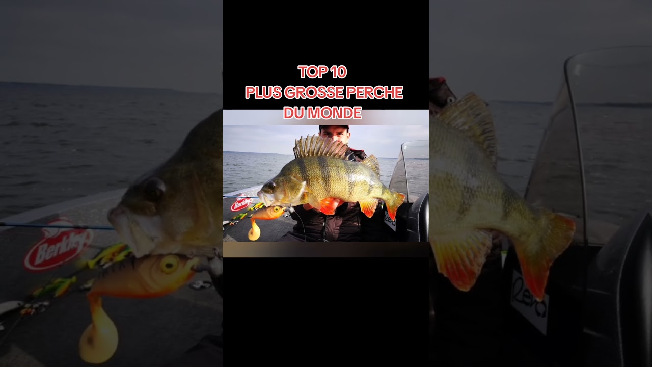 TOP 10 PLUS GROSSE PERCHE DU MONDE (60 CM )!#fishing #p&ecirc;che