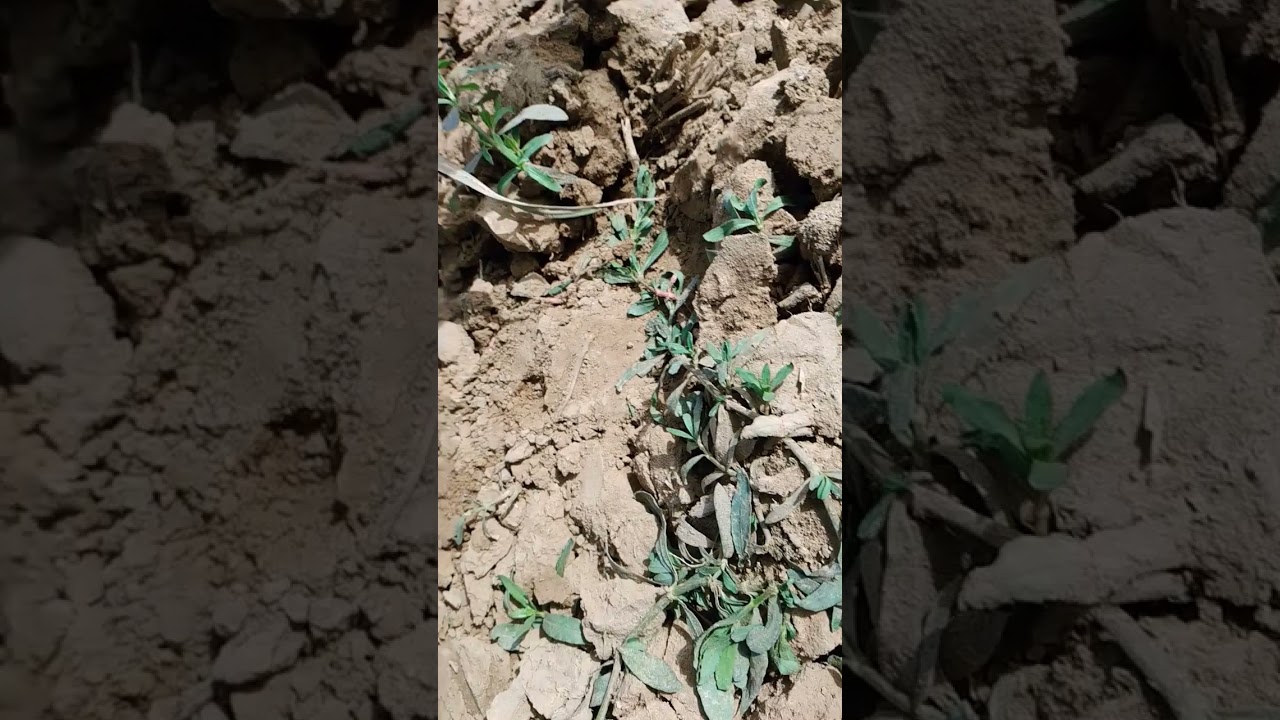 #junevlog #2023 #video