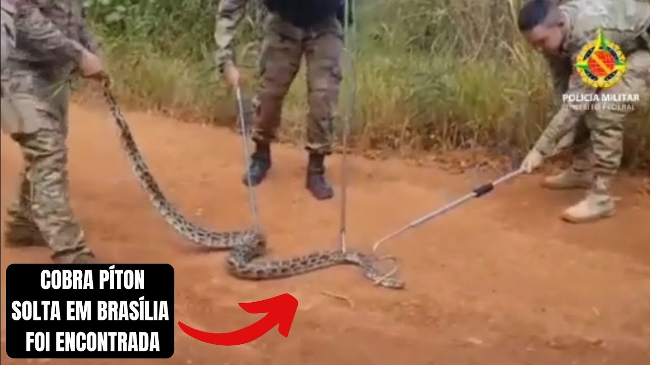 PM encontra cobra píton solta em mata após ser confundida com jiboia, no DF