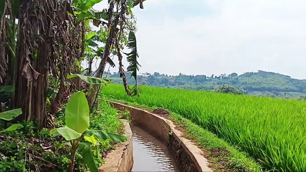 Adem Banget Berjalan di Pematang Sawah🌿