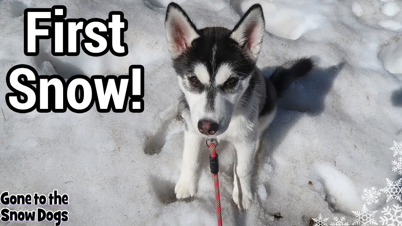 My Husky Puppy Experiences SNOW for the First Time