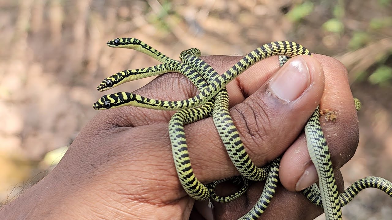 Golden Tree Snake: The Jewel of the Rainforest