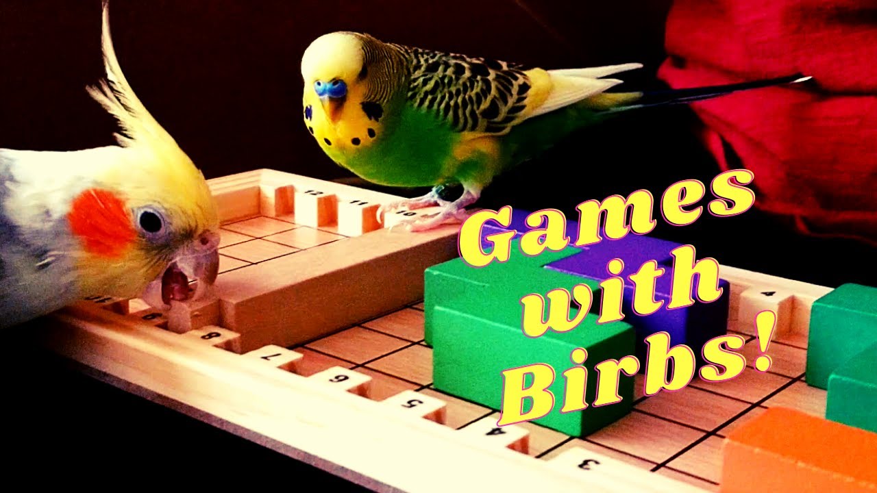 Games with Birbs! | Budgie and Cockatiel try Katamino