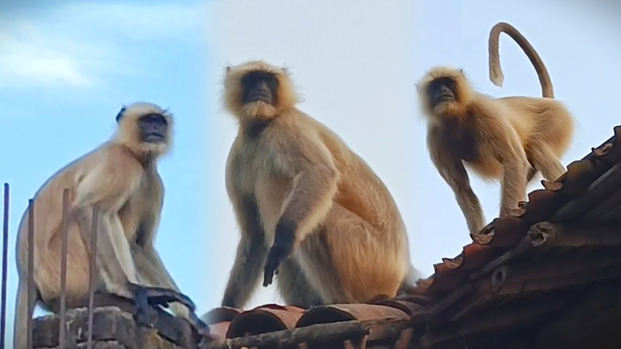 Two monkeys have created quite a scene on the roof of our house || tow monkey best moments