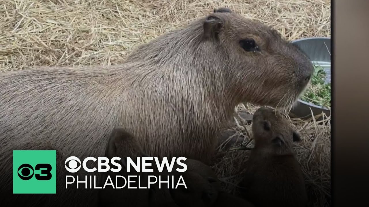 Cape May County Zoo in New Jersey has some new capybaras