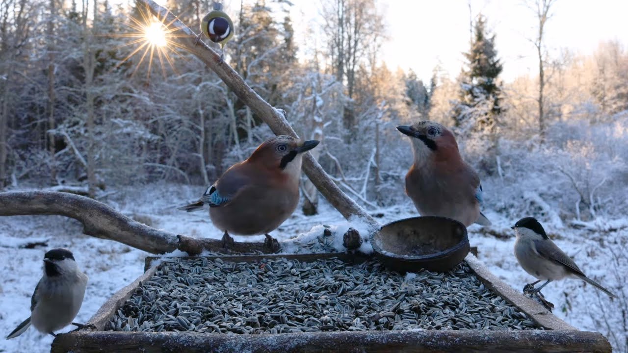 🔴 Forest Bird Feeder | Relaxing Nature Sounds from the Forest [ 2025/11/18 ]