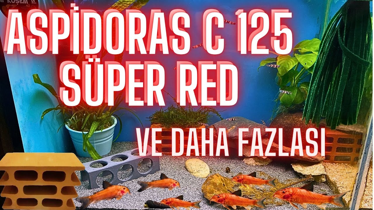 ÇÖPÇÜ BALIKLARI ARASINDA EN GÖSTERiŞLiSi ASPiDORAS C 125 SUPER RED ALDIM BiTKiLi TANKALRIN GÖZDESi