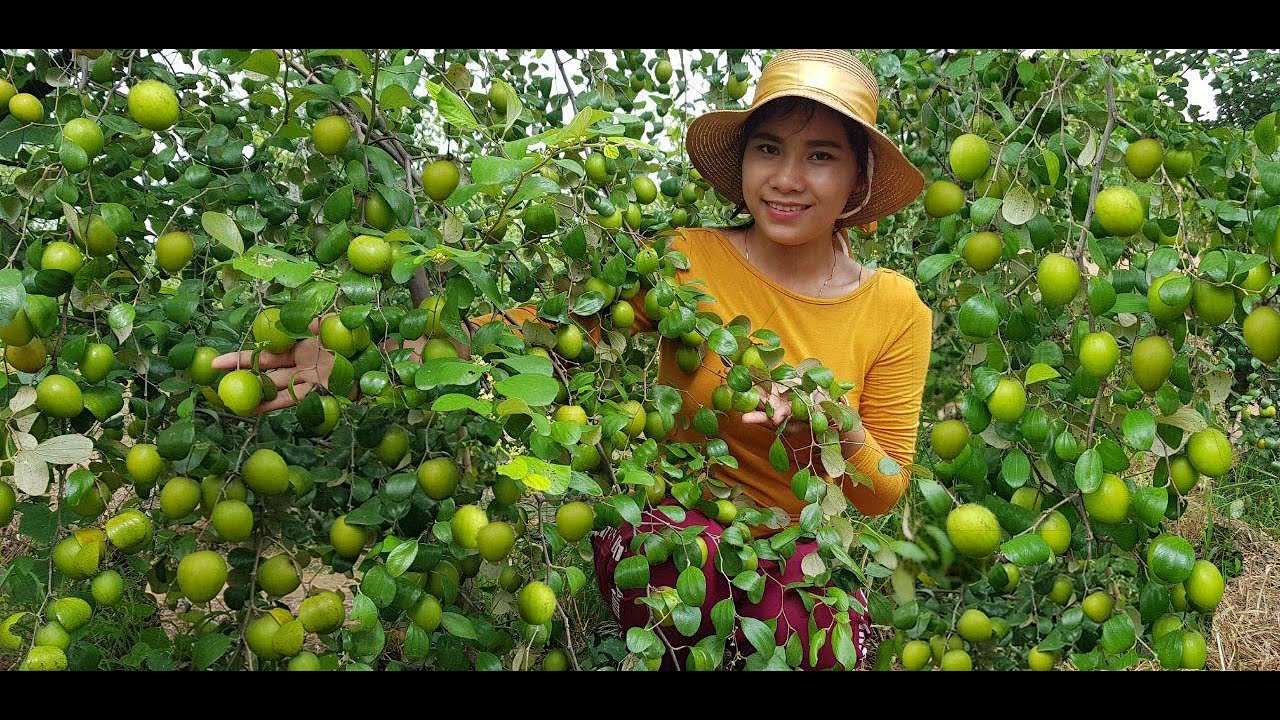 Amazing Jujube Fruit Farm and Cooking | Jujube Pickled | in my Countryside