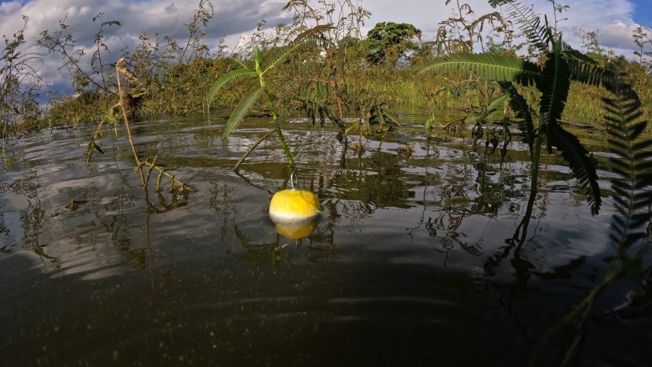 Pescaria no Rio turvo de Tucunaré e Traíra quando a bóia afundava o coração acelerava 