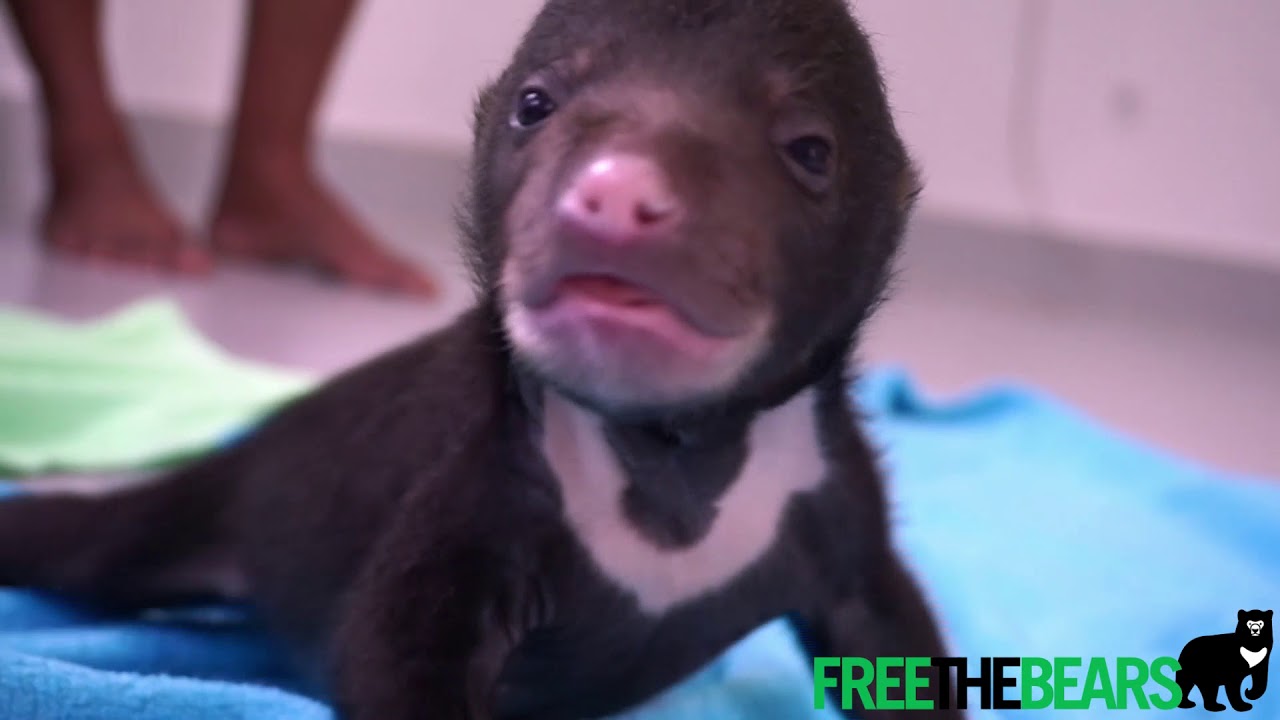 Cambodia Rescue #204: Tiny sun bear cub